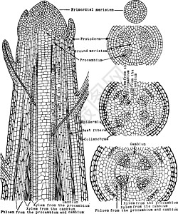 植物组织古代插图艺术绘画白色器官雕刻黑色背景图片