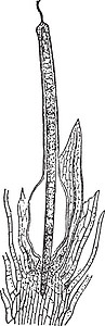 苔藓植物复古插画黑色白色土壤插图雕刻绘画生长艺术图片