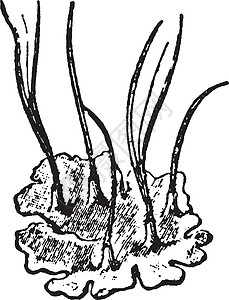 苔藓植物复古插画黑色白色蟾蜍艺术雕刻角草插图绘画图片