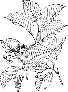 古代插图水果植物树叶椭圆形黑色白色绘画艺术雕刻背景图片
