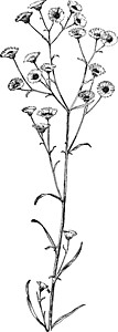 雏菊蓬蓬灯笼草菊科一年生植物图片