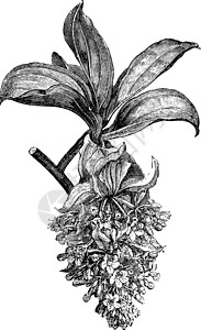 复古插画的花枝插图植物雕刻黑色白色粉色艺术绘画图片