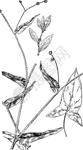 荞麦复古插画植物白色分支绘画年度黑色插图雕刻艺术图片
