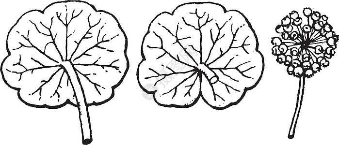 氢碳酸盐古代插图黑色圆形雕刻白色仙草水仙草绘画沼泽便士艺术插画