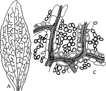 双子叶植物叶复古插画图片