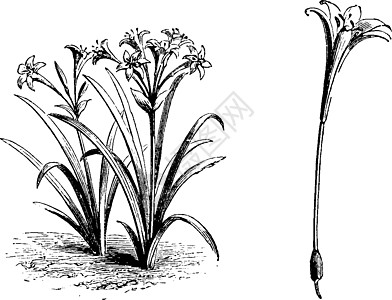 花叶子线性常绿白色图片