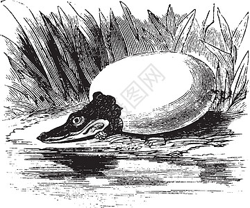 鳄鱼蛋复古插图图片