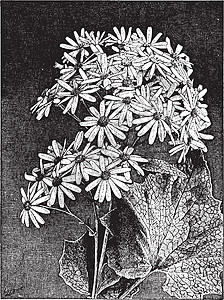 瓜叶菊 Stellata 复古插画图片