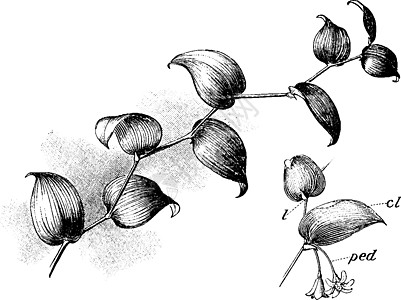 斯米拉克斯古老的插图单子雕刻绘画黑色植物艺术白色树叶图片