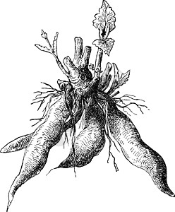 古董插图艺术块茎雕刻白色植物黑色毛果绘画图片
