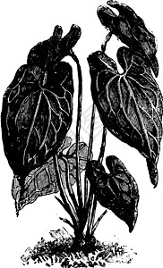 红掌复古插画艺术树叶插图白色雕刻结晶绘画黑色图片