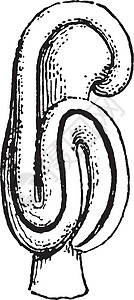 花药复古插图绘画白色黑色灯丝男性雕刻艺术背景图片