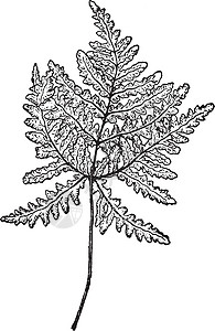 复古插画雕刻插图白色绘画叶子三角肌树叶艺术黑色图片