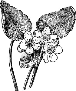 Cowslip 复古插画绘画家庭植物雕刻白色黑色艺术插图图片