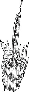 苔藓植物复古插画绘画土壤雕刻插图白色黑色生长艺术图片