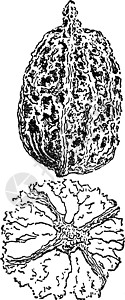 复古插图艺术水果眉头白色坚果雕刻木头特色黑色绘画图片