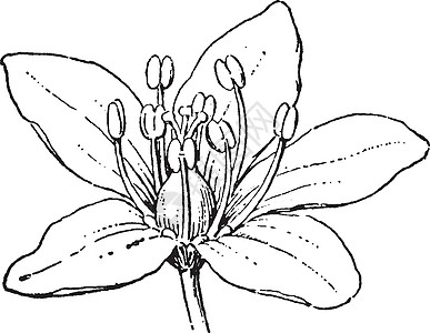 荞麦复古插画花朵插图分支机构白色艺术黑色粉色花药绘画雕刻图片