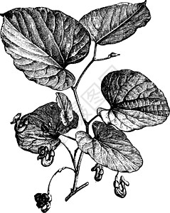 亚里士多洛契亚·西波古典插图的鲜花处图片