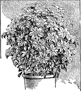 铁线莲复古插画黑色绘画插图白色花朵雕刻地面尺寸植物树叶图片