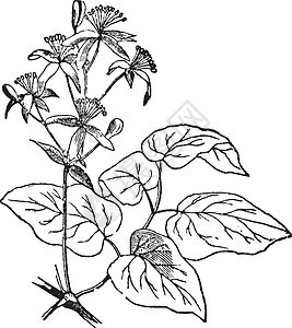 铁线莲复古插画绘画花瓣植物雕刻树叶黑色插图尺寸白色家庭图片