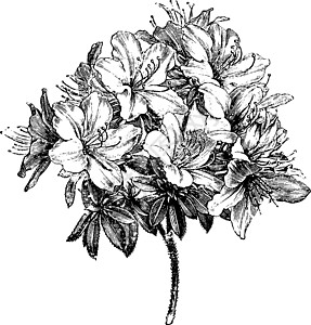 杜鹃花 Ledifolia 复古插画图片