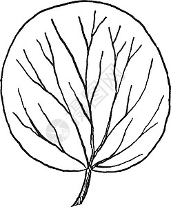 紫外 Leaf 形状古代插图图片