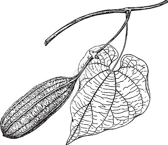 亚里士多洛契亚格兰迪福拉古典插图植物黑色艺术绘画大花雕刻天鹅白色树叶图片