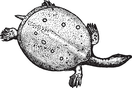 皮革背龟复古插图图片
