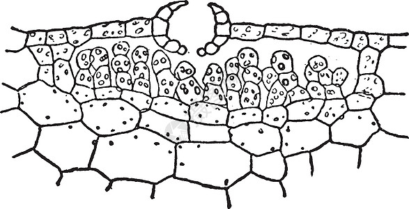 苔藓植物复古插画细胞空气多形体雕刻插图气孔艺术黑色白色绘画图片