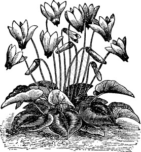 赛克拉门古董插图雕刻植物白色黑色艺术绘画图片