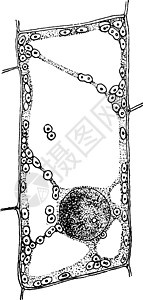 植物细胞古代插图白色解剖学雕刻绘画艺术黑色细胞质图片