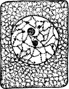 植物细胞分部 1 复古插画图片