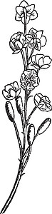 贝莓 花朵 集束 种族 苍白 黄色 双性恋 花瓣图片