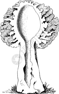 羊肚菌复古它制作图案的纵向剖面图片