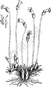 复古插画艺术白色雕刻绘画树叶黑色植物插图绿色紫檀图片
