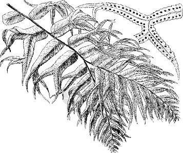 复古插画插图绘画艺术雕刻黑色植物蕨类白色呋喃叶子图片