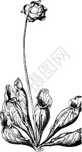 猪笼草复古插画植物雕刻插图花梗艺术白色绘画黑色图片