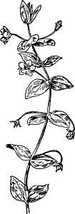 Pimpernel 陈年插图雕刻绘画仙女植物黑色牧羊人红色白色生长繁缕图片