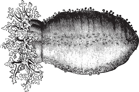 海黄瓜 古董插图图片