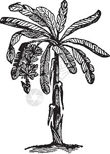 车前草复古插画绿色雕刻插图艺术黑色黄色绘画植物家庭水果图片