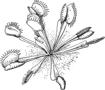 维纳斯捕蝇草复古插画黑色叶子刀刃裂片绘画白色雕刻植物插图地区图片