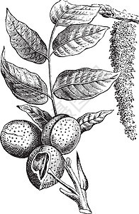 纽特古董插图榛子雕刻黑色核桃坚果干果绘画艺术白色杏仁图片