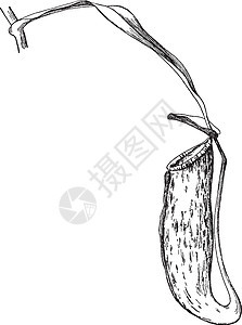 猪笼草复古插画黑色白色雕刻艺术树叶植物插图绘画图片