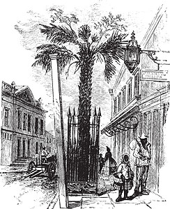西方街景查尔斯顿的棕榈树 S C 古董插图插画