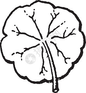 盾形复古插画绘画盾牌白色艺术叶子雕刻树叶黑色插图背景图片