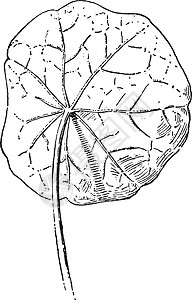 盾形复古插画黑色白色盾牌绘画雕刻叶子艺术树叶插图背景图片