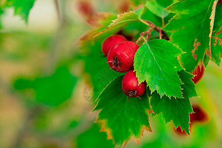 秋天在花园里种红色的庄稼水果森林浆果植物学公园植物衬套植物群图片
