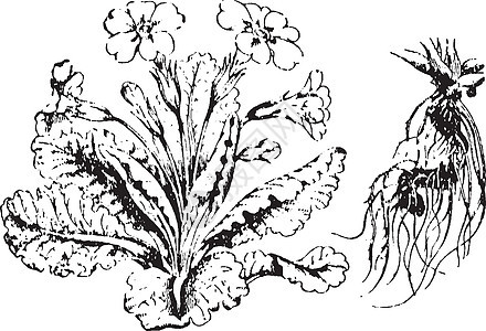 报春花复古插画绘画插图雕刻白色紫色艺术植物黑色黄色图片