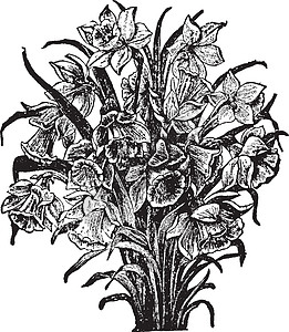 水仙复古插画绘画植物教养白色家庭雕刻水仙花艺术黑色插图图片