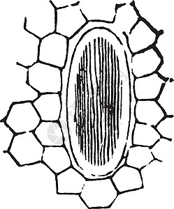 Rhaphides 古代图解图片